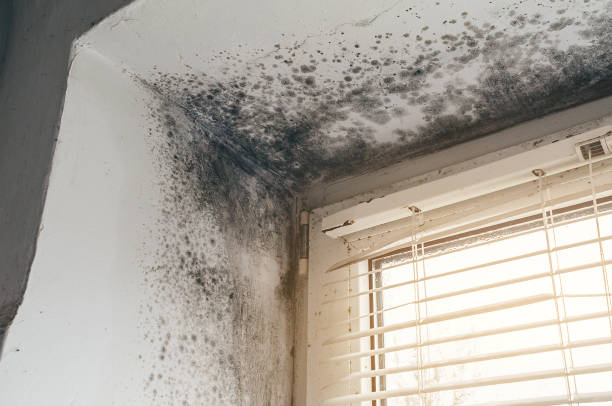 Affordable Mold Remediation solutions in Coburn, PA
